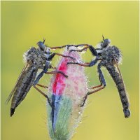 Ктырь.Robber Fly :: Александр Григорьев