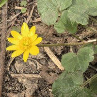 ***ч и с т я к  весенний*** :: Olga Oskolkova