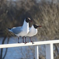 Пора по парам :: Наталья Герасимова