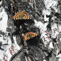 Бабочки. :: Анатолий Пашковский