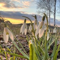 подснежники на закате 1 :: Galina 