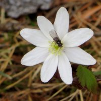 .Апрельский подснежник :: Leonid Rutov