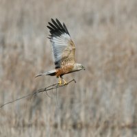 Весенние хлопоты. :: Евгений Кузнецов Весенние хлопоты. :: Евгений Кузнецов