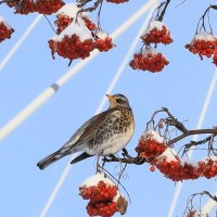 Рябина под снегом и дрозд :: Галина Козлова Рябина под снегом и дрозд :: Галина Козлова