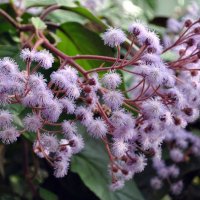 "В ботаническом саду цветёт евпаториум.." :: AleksSPb Лесниченко