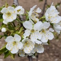 Зацвела черешня :: Наталья 