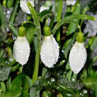 Дождь... :: Ольга Митрофанова