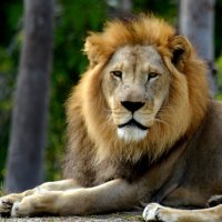 Лёва: Представьте, вы идете по пустыне и вдруг перед вами появился лев! Ваши действия? :: Таня Фиалка