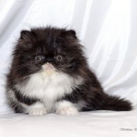 Тедди :: Светлана Ищенко