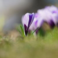 Нежность весны :: Иван Литвинов Нежность весны :: Иван Литвинов