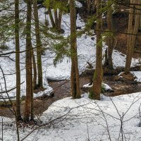 За деревьями :: Сергей Цветков