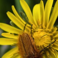 Хрущик- лисичка в нектаре :: Мариша Тим Хрущик- лисичка в нектаре :: Мариша Тим