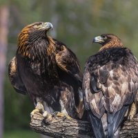 Беркут :: SanSan 