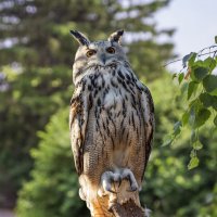 Филин :: SanSan 