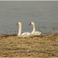 *** :: Aleksandr Gal