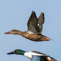 Широконоски :: Владислав Иопек