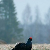Тетерев :: Владислав Иопек