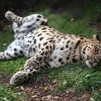 леопард :: Михаил Бибичков