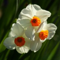 Доброе утро :: Юрий. Шмаков