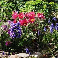 Прострел и мускари :: Рита Симонова