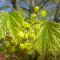 Весна идет! :: Елена Семигина