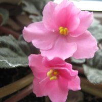 Фиалки :: Елена Семигина