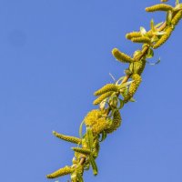 Весеннее пробуждение ... :: Ravile 