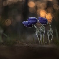 Сонная троица. :: Роман Зайцев