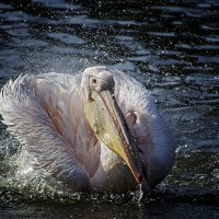 ****** :: Андроник Александр 