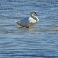 весенние зарисовки :: ИННА ПОРОХОВА весенние зарисовки :: ИННА ПОРОХОВА