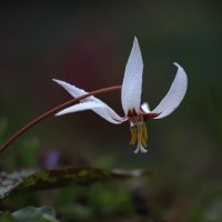 Кандык :: Игорь Шевченко Кандык :: Игорь Шевченко