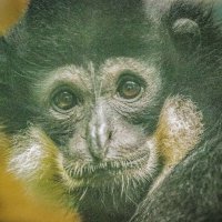 гиббон :: Аркадий Лаптенко гиббон :: Аркадий Лаптенко