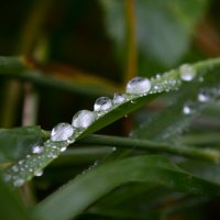 Капли дождя. :: Константин Белоногов