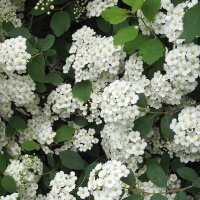 Спирея :: Freddy 97