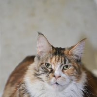 Куняша :: Юрий Бичеров