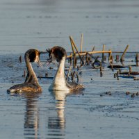 Посмотри в глаза.... :: Sergey (Apg)