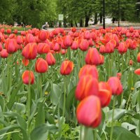 Апрель...(2024 г.) :: Александр Герасенков