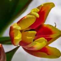 Чудесный тюльпан :: Виктор Иванович Чернюк Чудесный тюльпан :: Виктор Иванович Чернюк