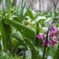 В Апреле :: юрий поляков