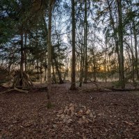 Из жизни леса... :: Николай Гирш