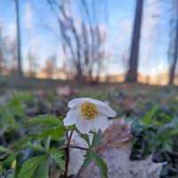 Ветреница :: Сапсан 