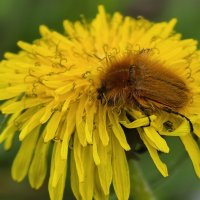 Хрущик- лисичка на одуванчике :: Мариша Тим