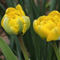 Махровые тюльпаны :: Мариша Тим