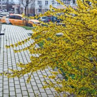 Форзиция :: Валерий Иванович