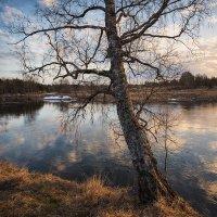 Берёза у реки Молокча :: Денис Бочкарёв