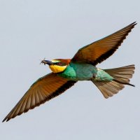 Золотистая щурка :: Владислав Иопек