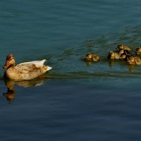 Следуйте за мной... :: Николай Саржанов
