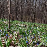 В весеннем лесу :: Сеня Белгородский В весеннем лесу :: Сеня Белгородский