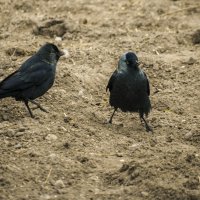 ГРАЧ - А где мая кушать :: Владимир Максимов