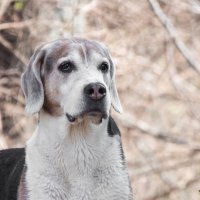 *** :: Владимир Безбородов